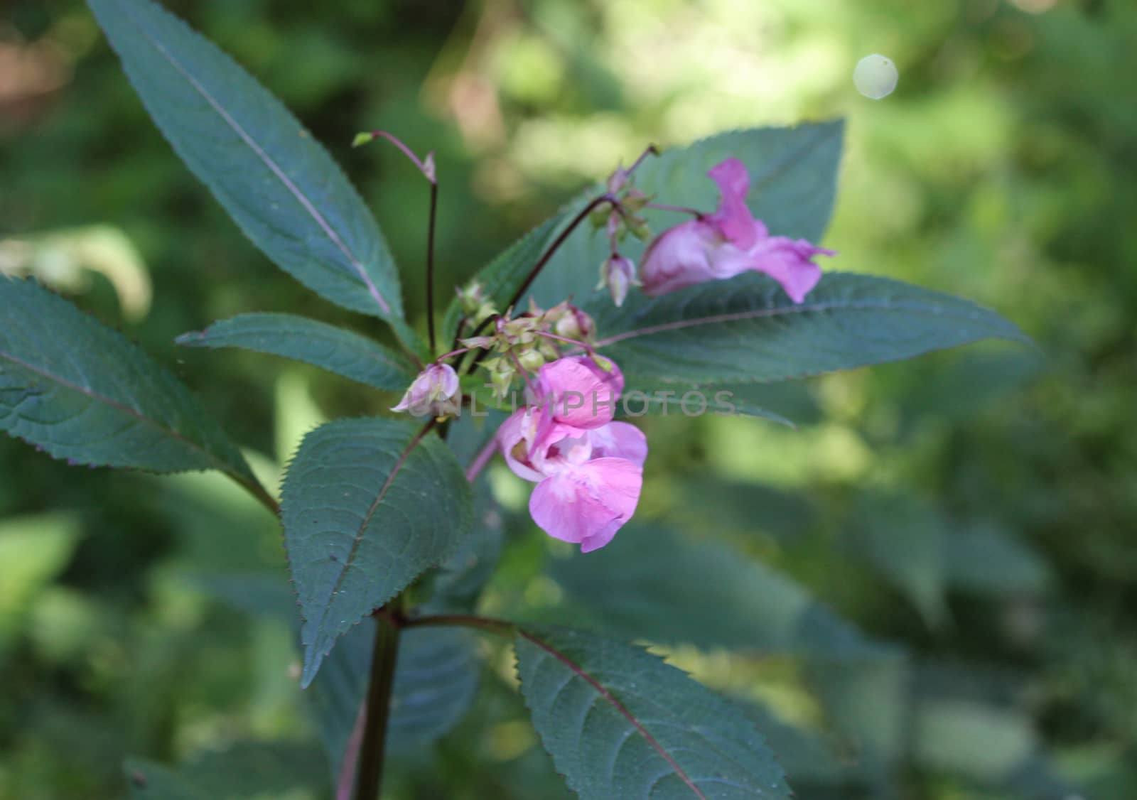 close up of Impatiens glandulifera flower, common names Policeman's Helmet, Bobby Tops, Copper Tops, Gnome's Hatstand and Himalayan Balsam