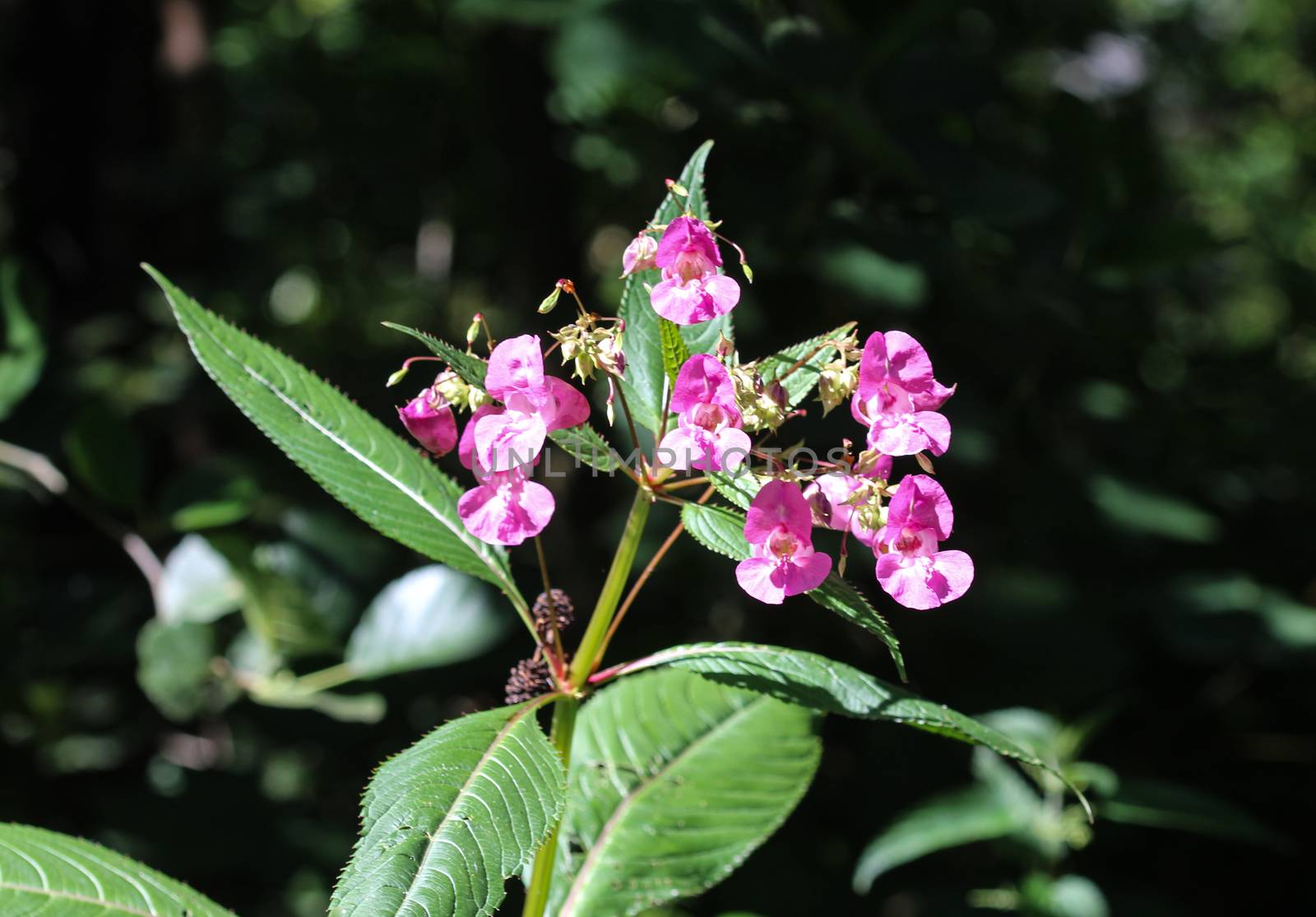 close up of Impatiens glandulifera flower, common names Policeman's Helmet, Bobby Tops, Copper Tops, Gnome's Hatstand and Himalayan Balsam