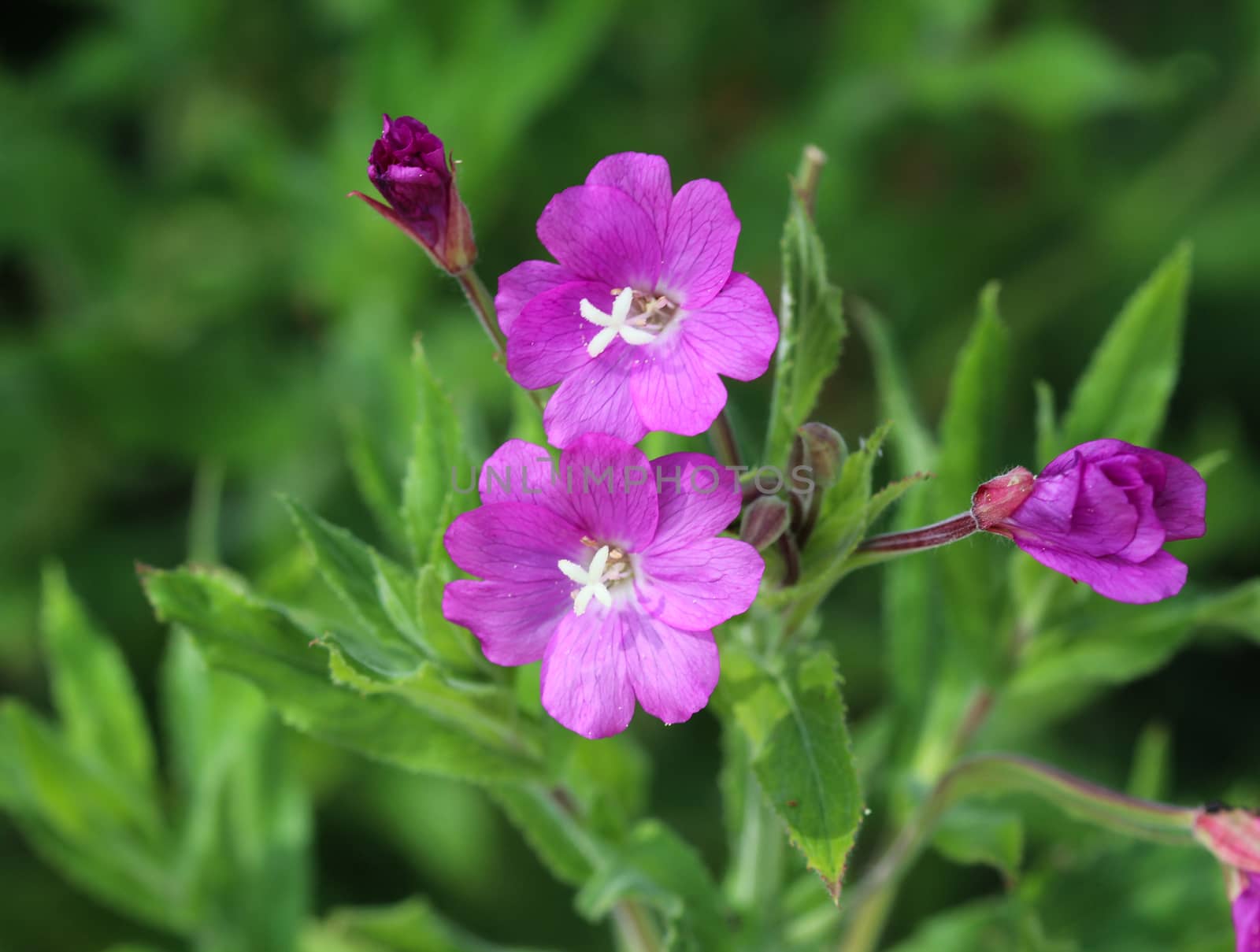 close up of Epilobium hirsutum, commonly known as the great willowherb, great hairy willowherb or hairy willowherb, blooming in forest