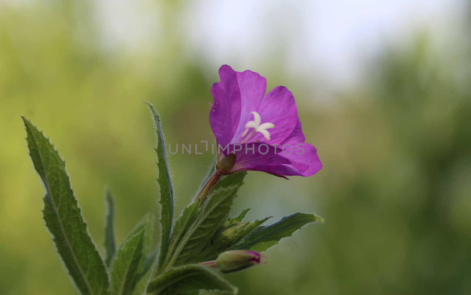 close up of Epilobium hirsutum, commonly known as the great willowherb, great hairy willowherb or hairy willowherb, blooming in forest