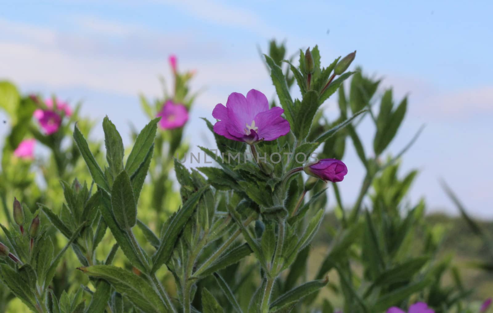 close up of Epilobium hirsutum, commonly known as the great willowherb, great hairy willowherb or hairy willowherb, blooming in forest
