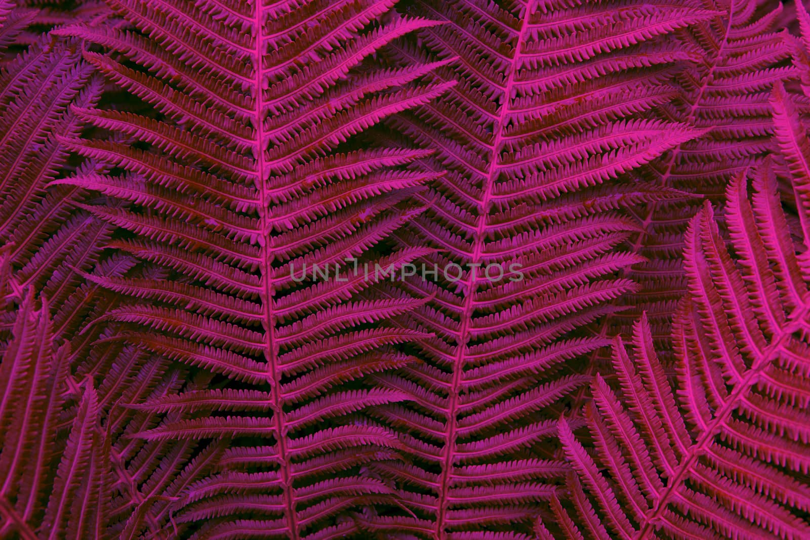 Floral background. Glowing fern in neon trendy colors Proton Purple and Plastic Pink. For lifestyle blog, social media. Horizontal. Dark mood style.