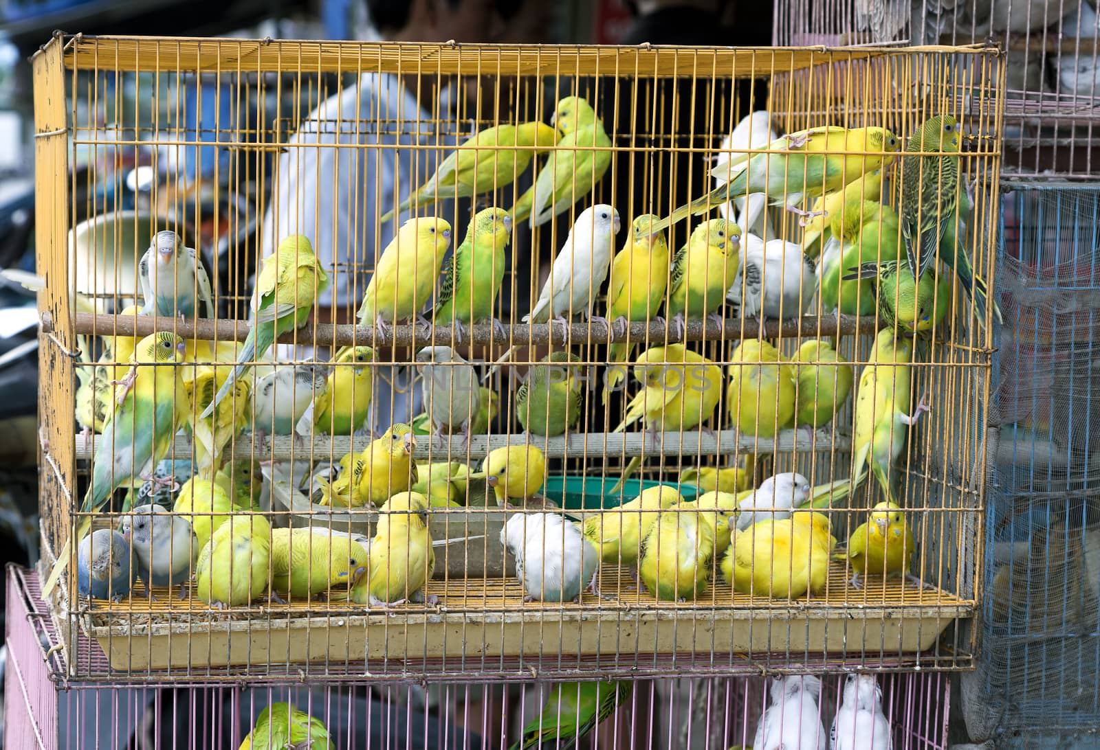 Yellow parakeets in a cage selling for religious purpose