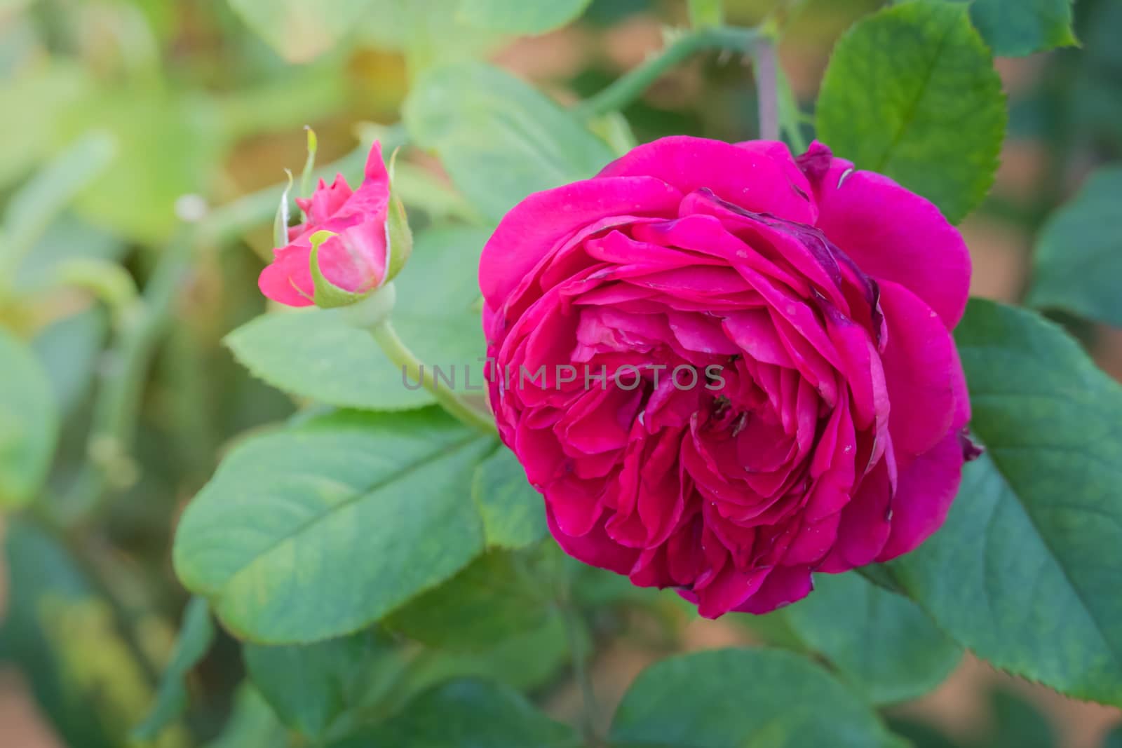 Roses in the garden, Roses are beautiful with a beautiful sunny day.