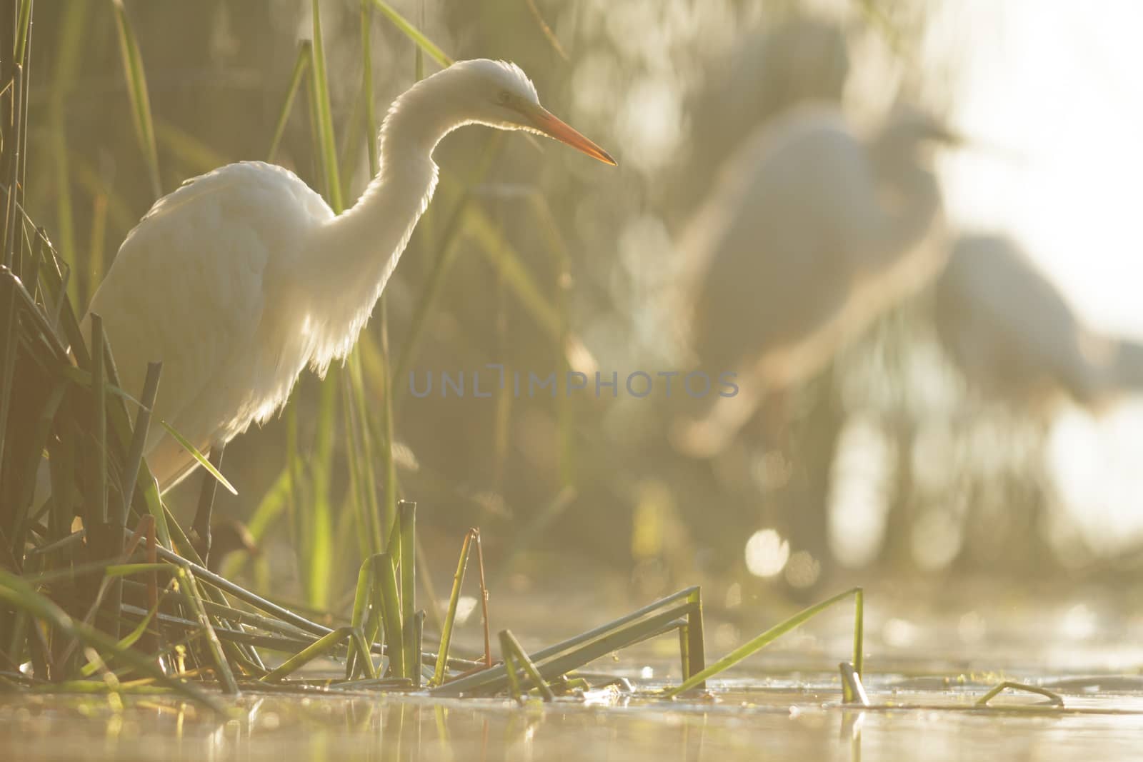 wild bird in natural habitat, nature series