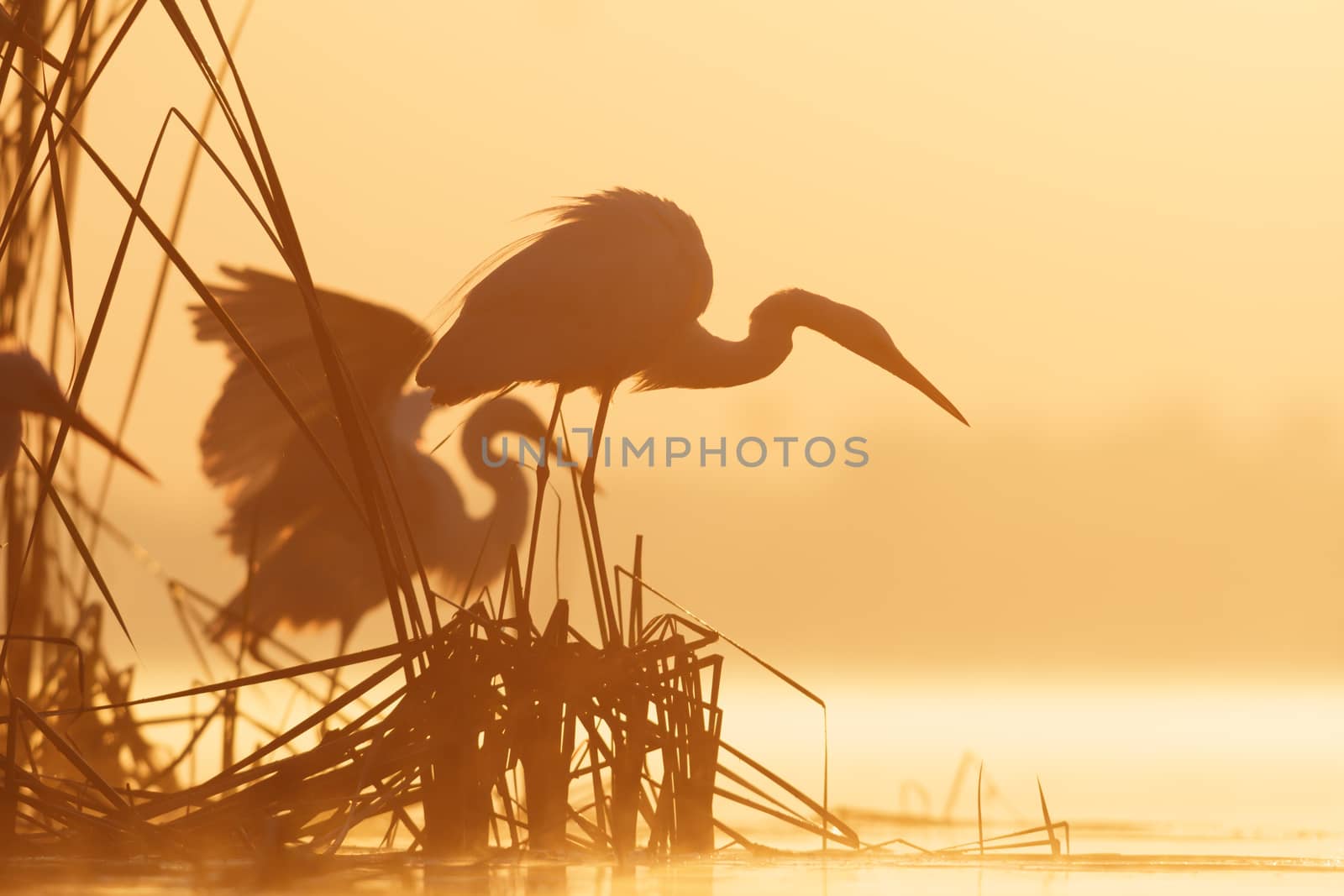 wild bird in natural habitat, nature series