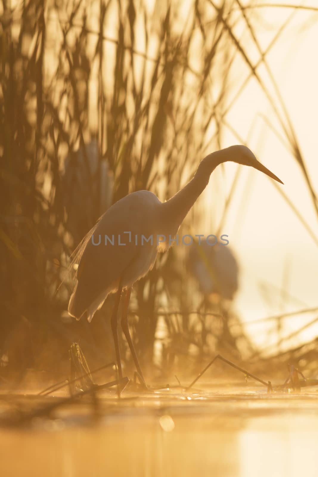 wild bird in natural habitat, nature series