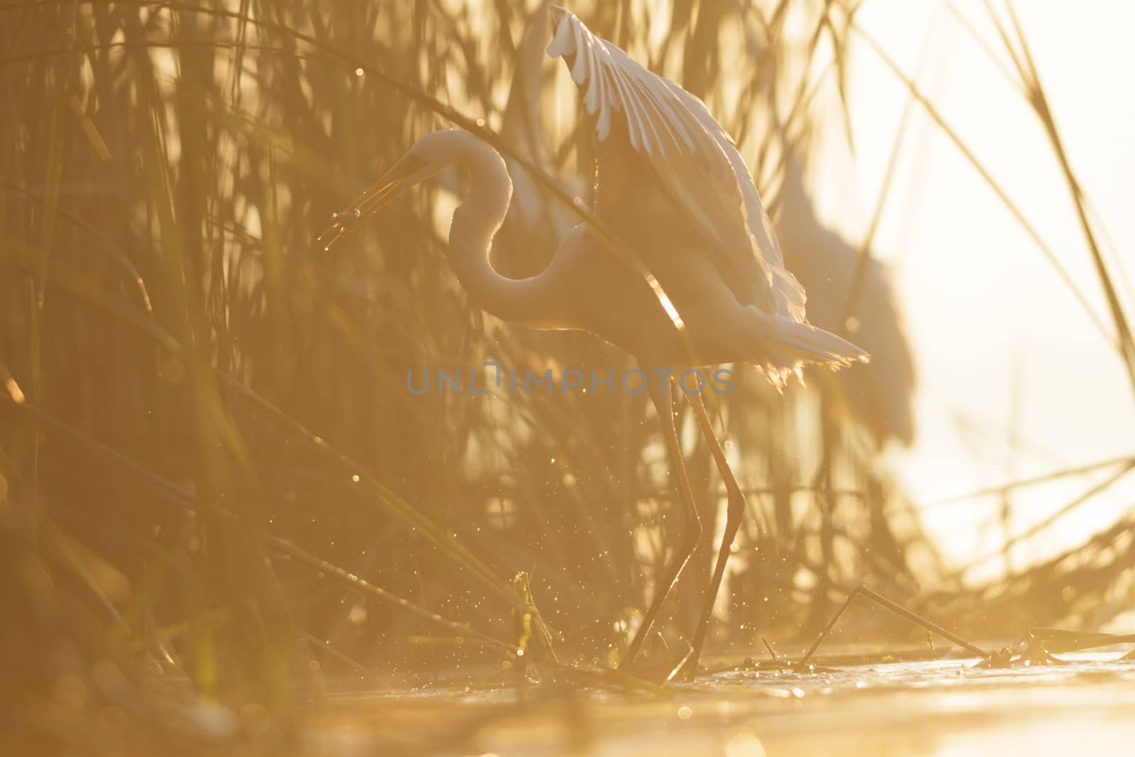 wild bird in natural habitat, nature series