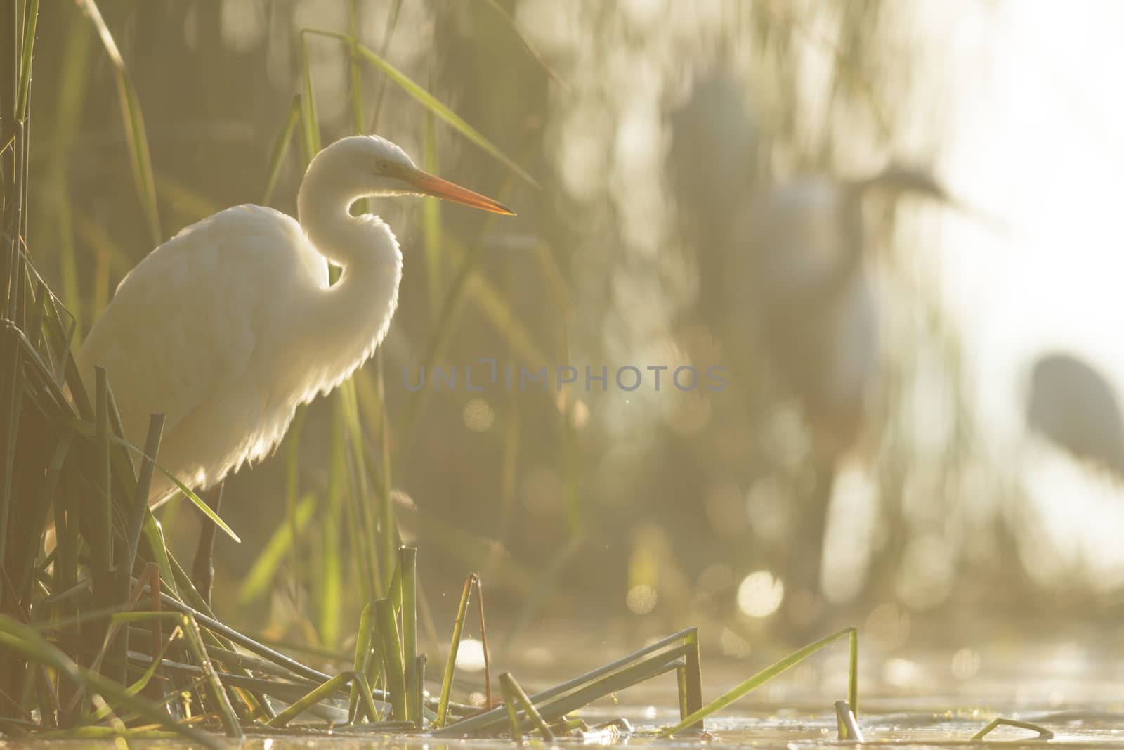 wild bird in natural habitat, nature series