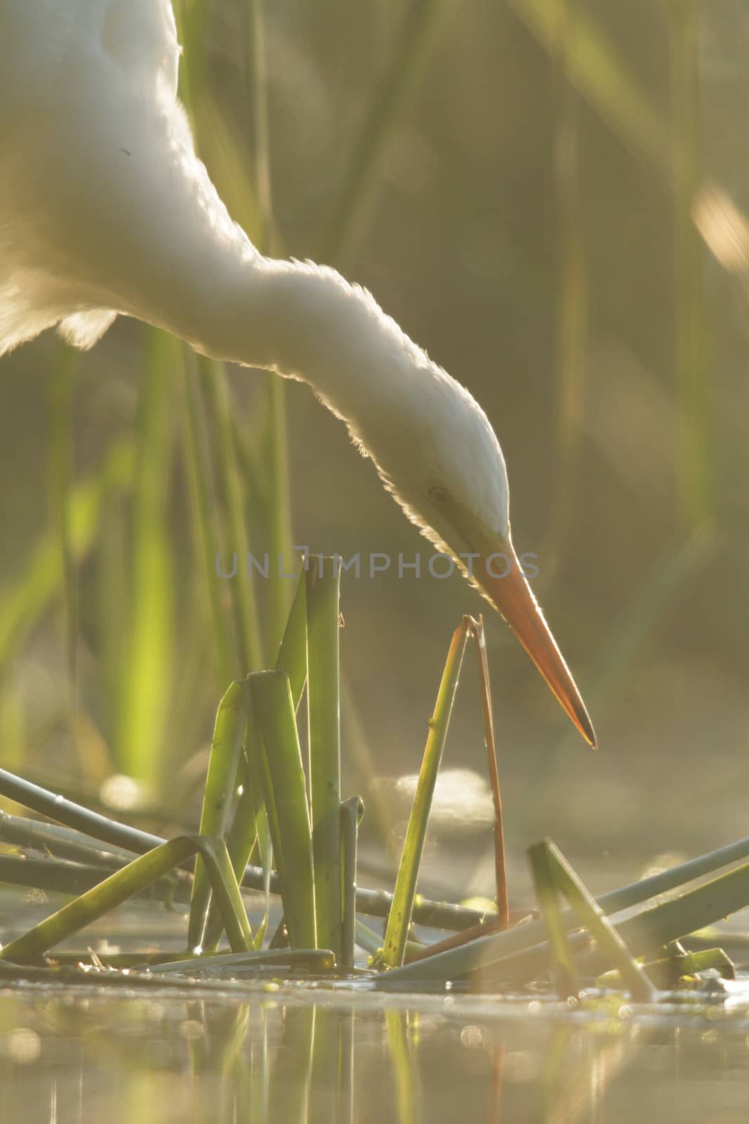 wild bird in natural habitat, nature series