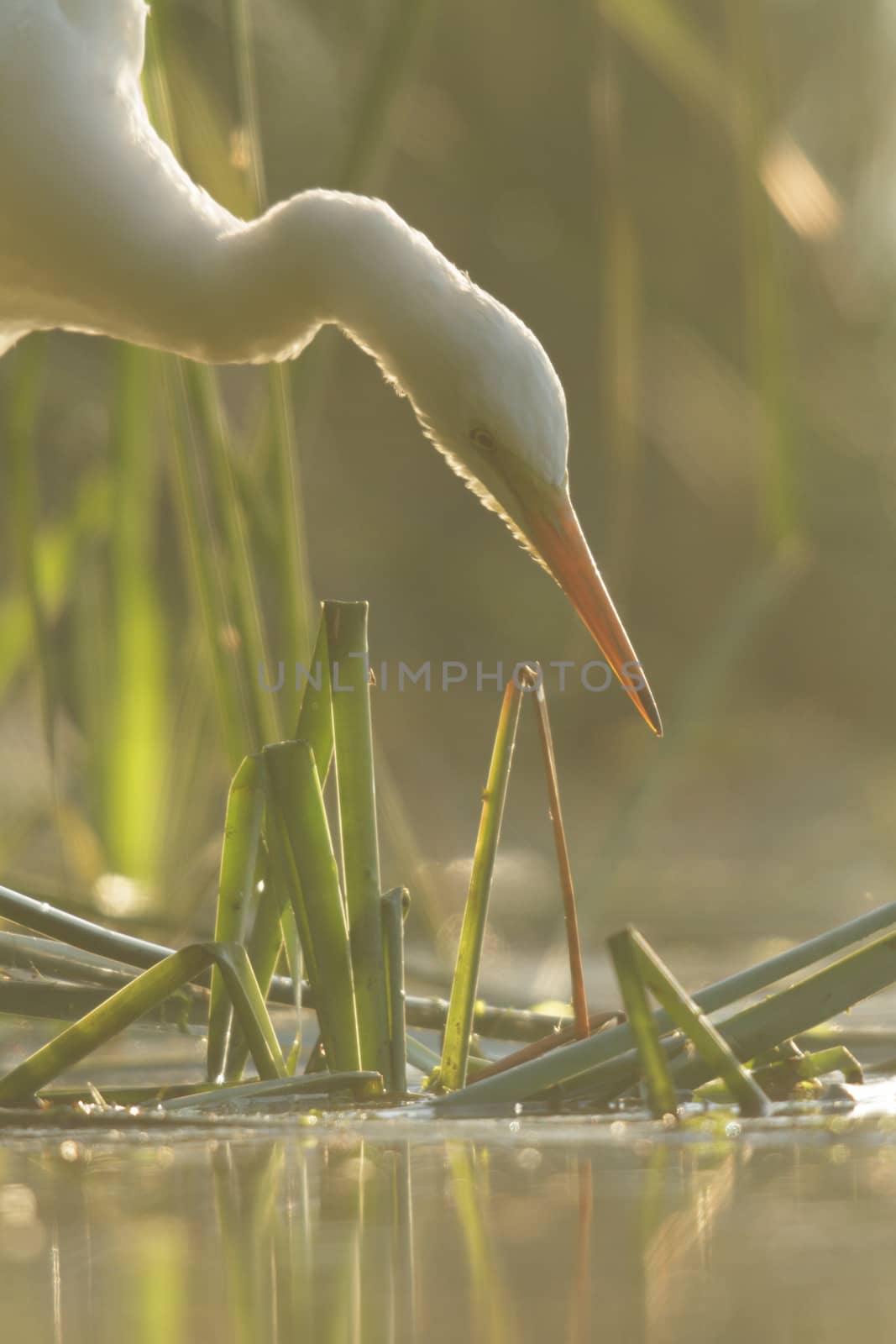 wild bird in natural habitat, nature series