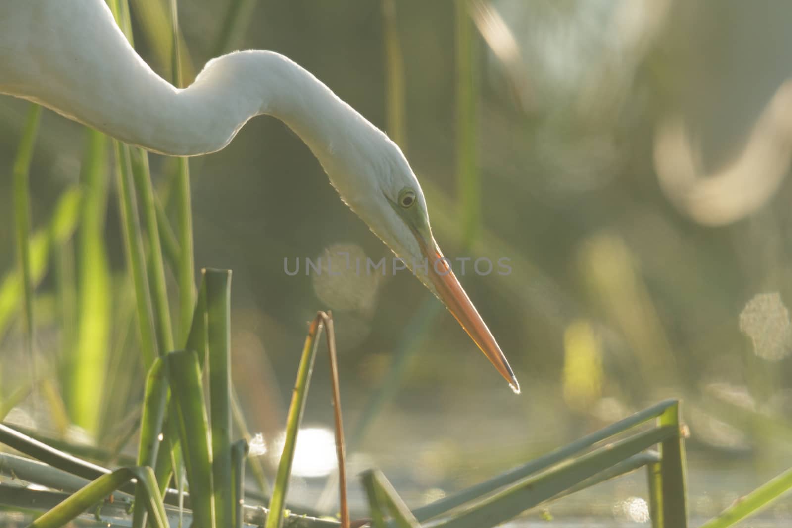 wild bird in natural habitat, nature series