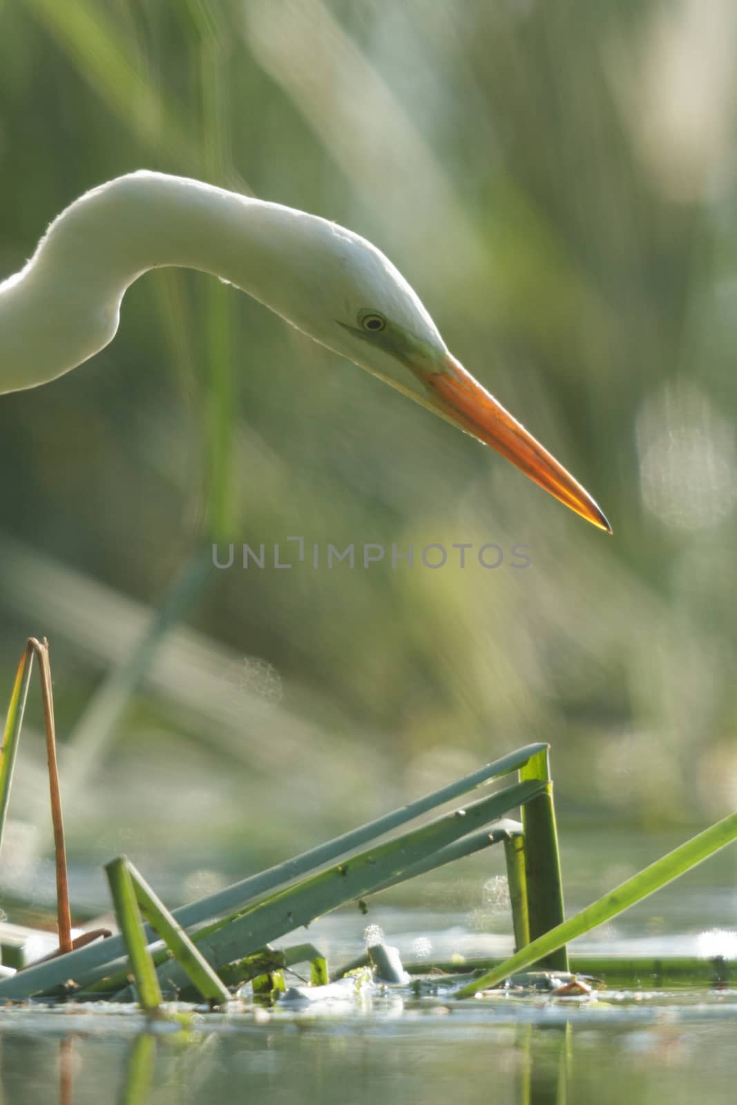 wild bird in natural habitat, nature series