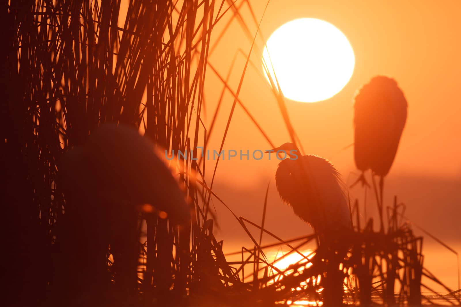 wild bird in natural habitat, nature series