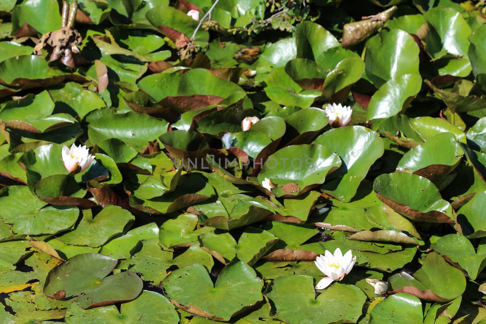 Close up of Nymphaea alba, also known as the European white water lily or white water rose