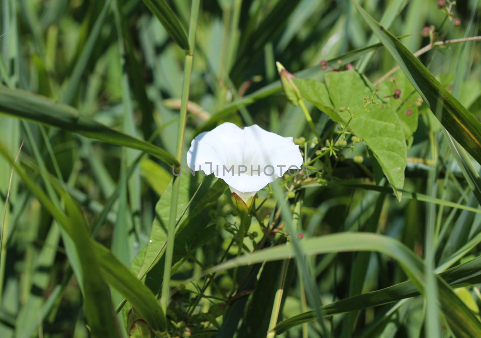 close up of calystegia sepium (formerly Convolvulus sepium) common names are hedge bindweed, Rutland beauty, bugle vine, heavenly trumpets, bellbind, granny pop out of bed, blooming in the summer season