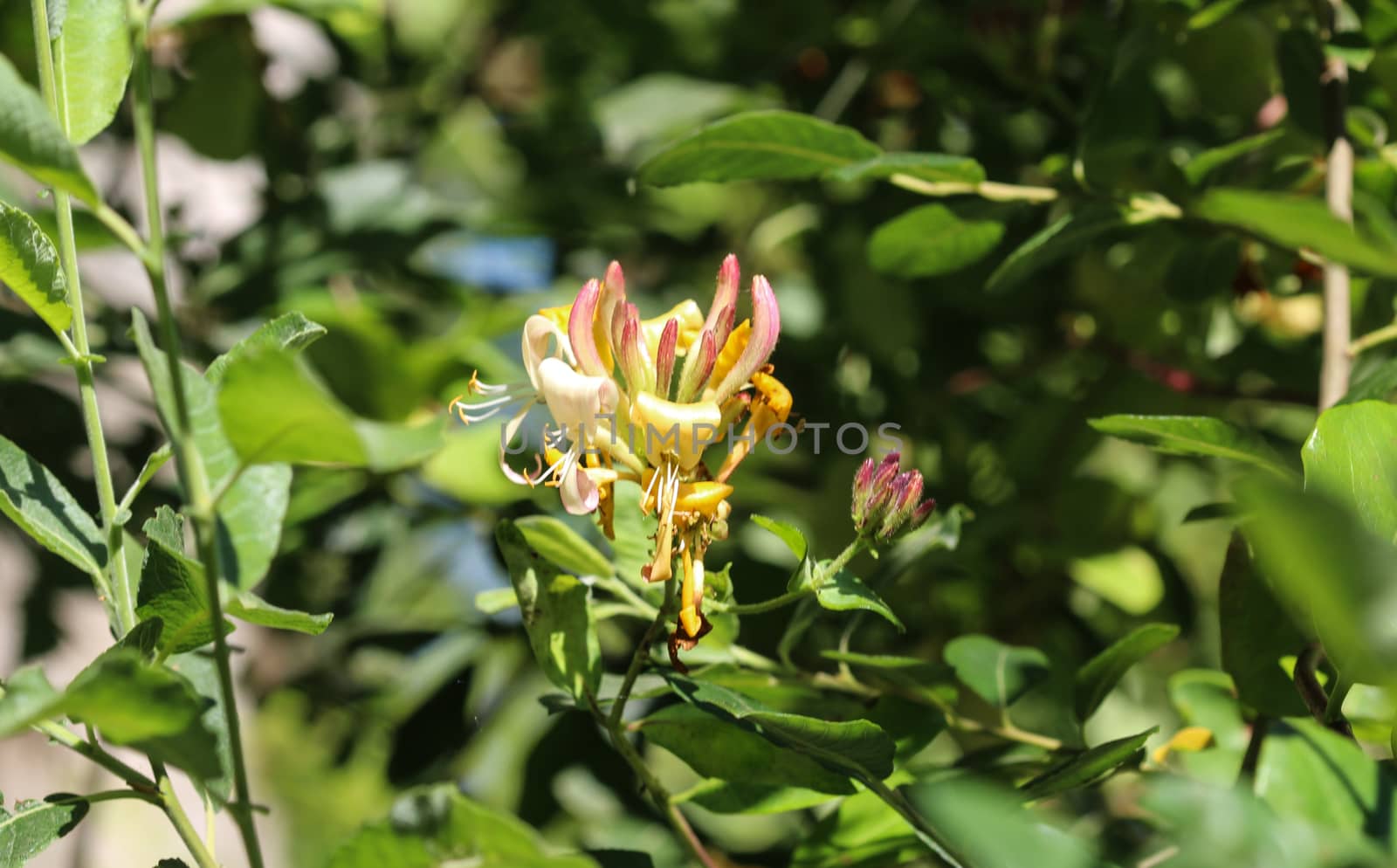 close up of Lonicera periclymenum flower, common names honeysuckle, common honeysuckle, European honeysuckle or woodbine, blooming in summer season