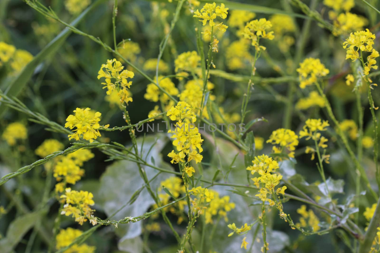 close up of Brassica nigra, the black mustard, blooming in spring