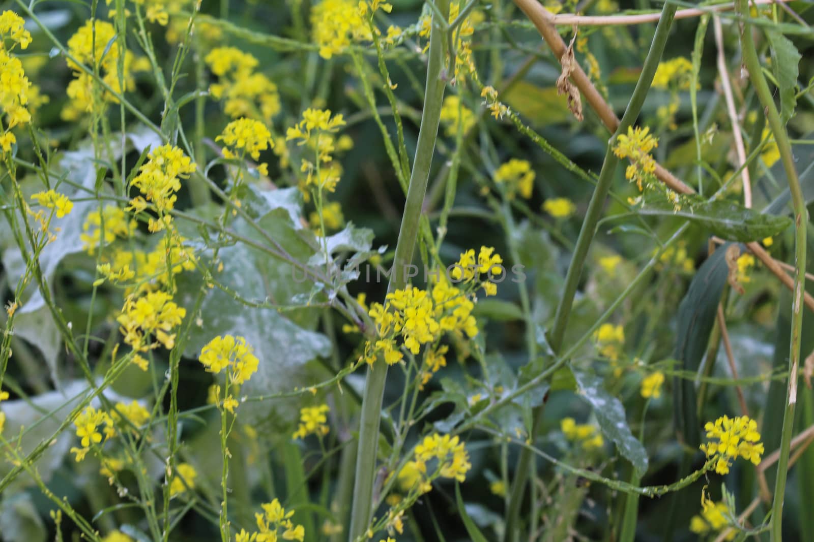 close up of Brassica nigra, the black mustard, blooming in spring
