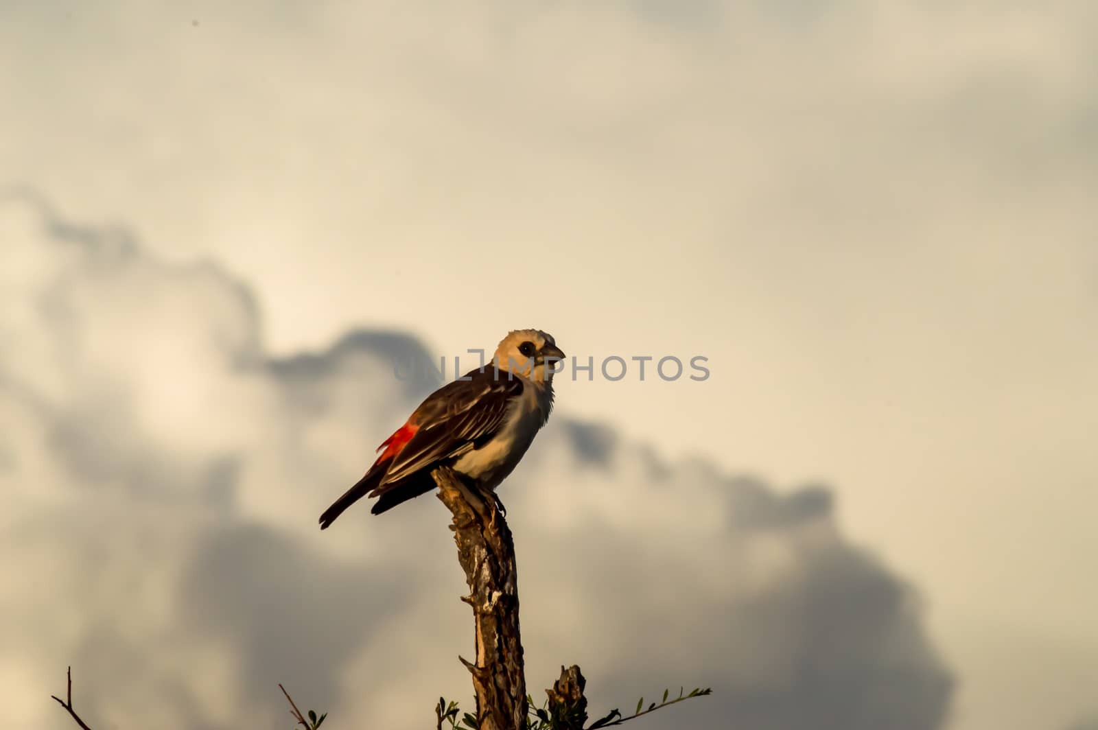 Small bird on branch in Samburu park, Kenya by Philou1000