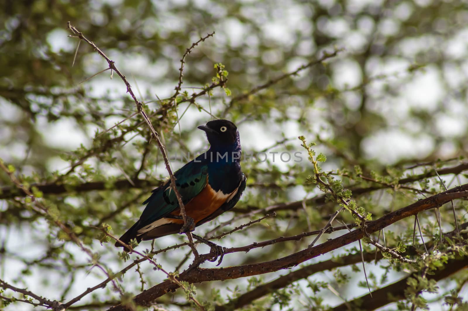 Starling bird, Kenya, Africa. Starling bird with copy space in the Samburu park Kenya, Africa