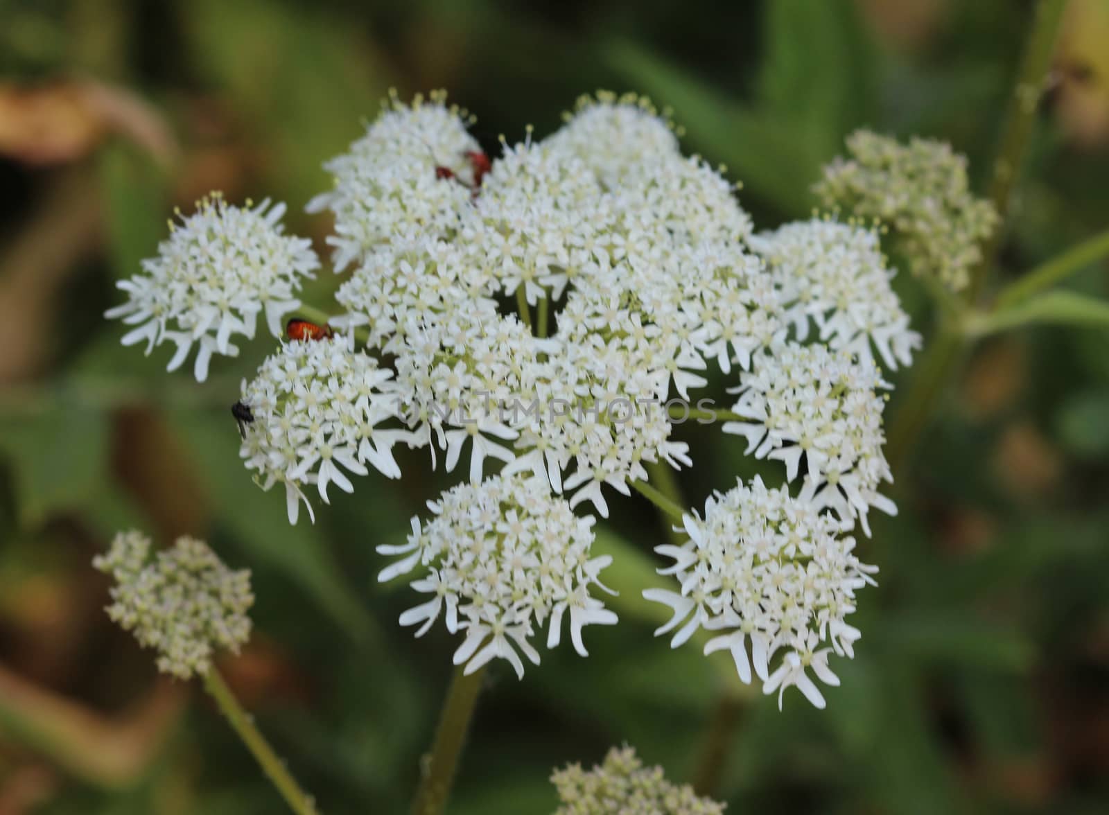 close up of Heracleum sphondylium, commonly known as hogweed, common hogweed or cow parsnip