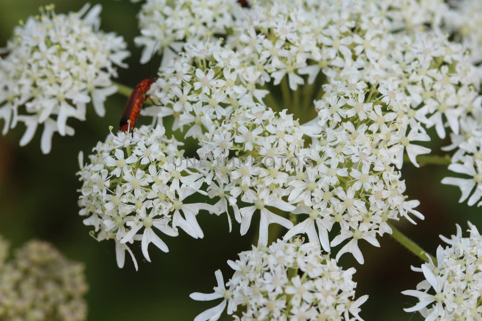close up of Heracleum sphondylium, commonly known as hogweed, common hogweed or cow parsnip