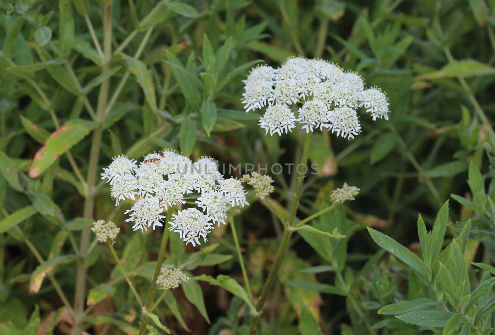 close up of Heracleum sphondylium, commonly known as hogweed, common hogweed or cow parsnip