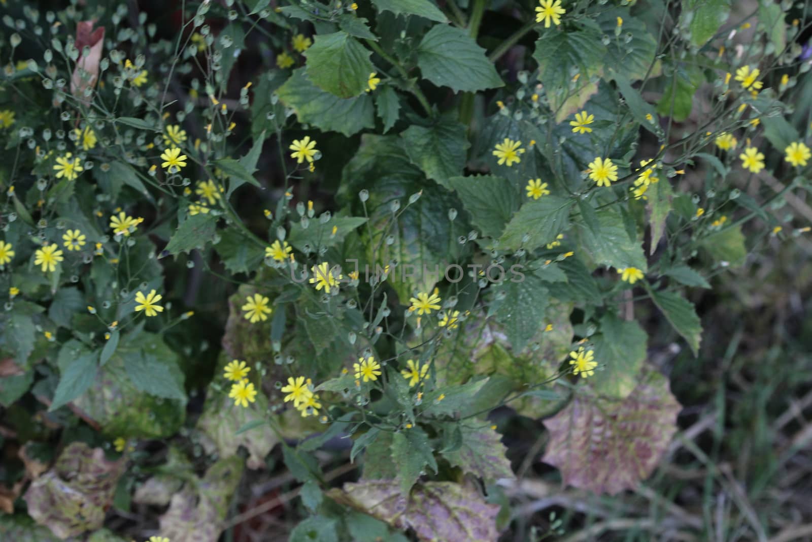 close up of Lapsana communis, the common nipplewort, blooming in spring