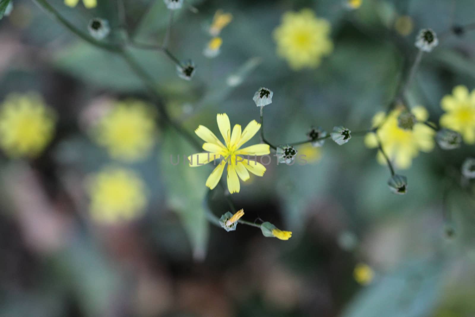 close up of Lapsana communis, the common nipplewort, blooming in spring