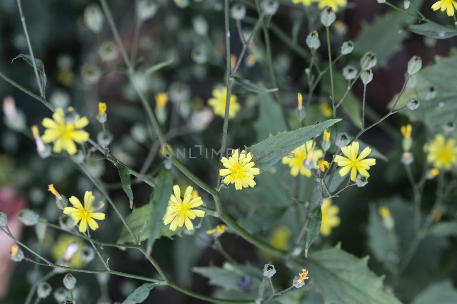close up of Lapsana communis, the common nipplewort, blooming in spring