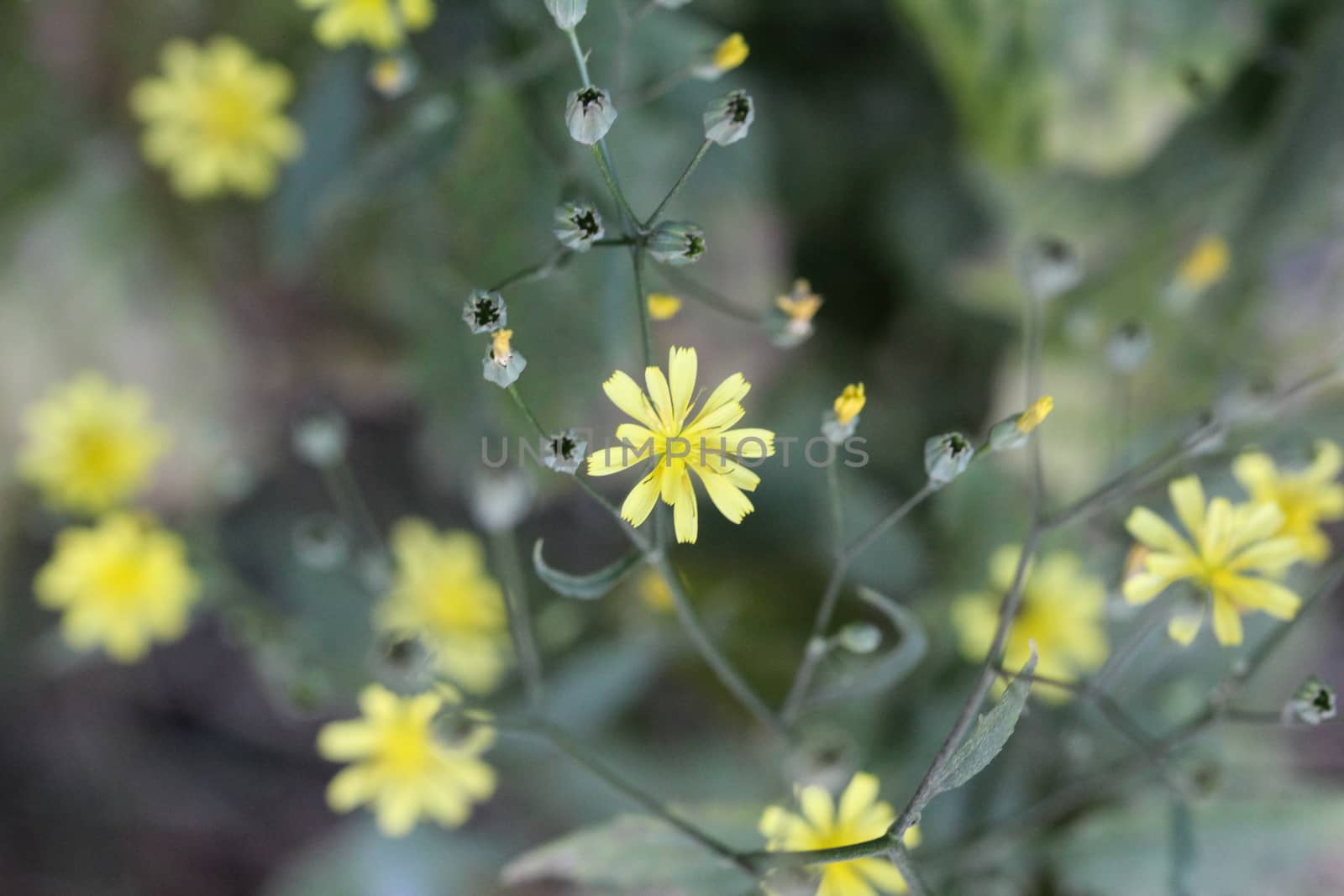 close up of Lapsana communis, the common nipplewort, blooming in spring