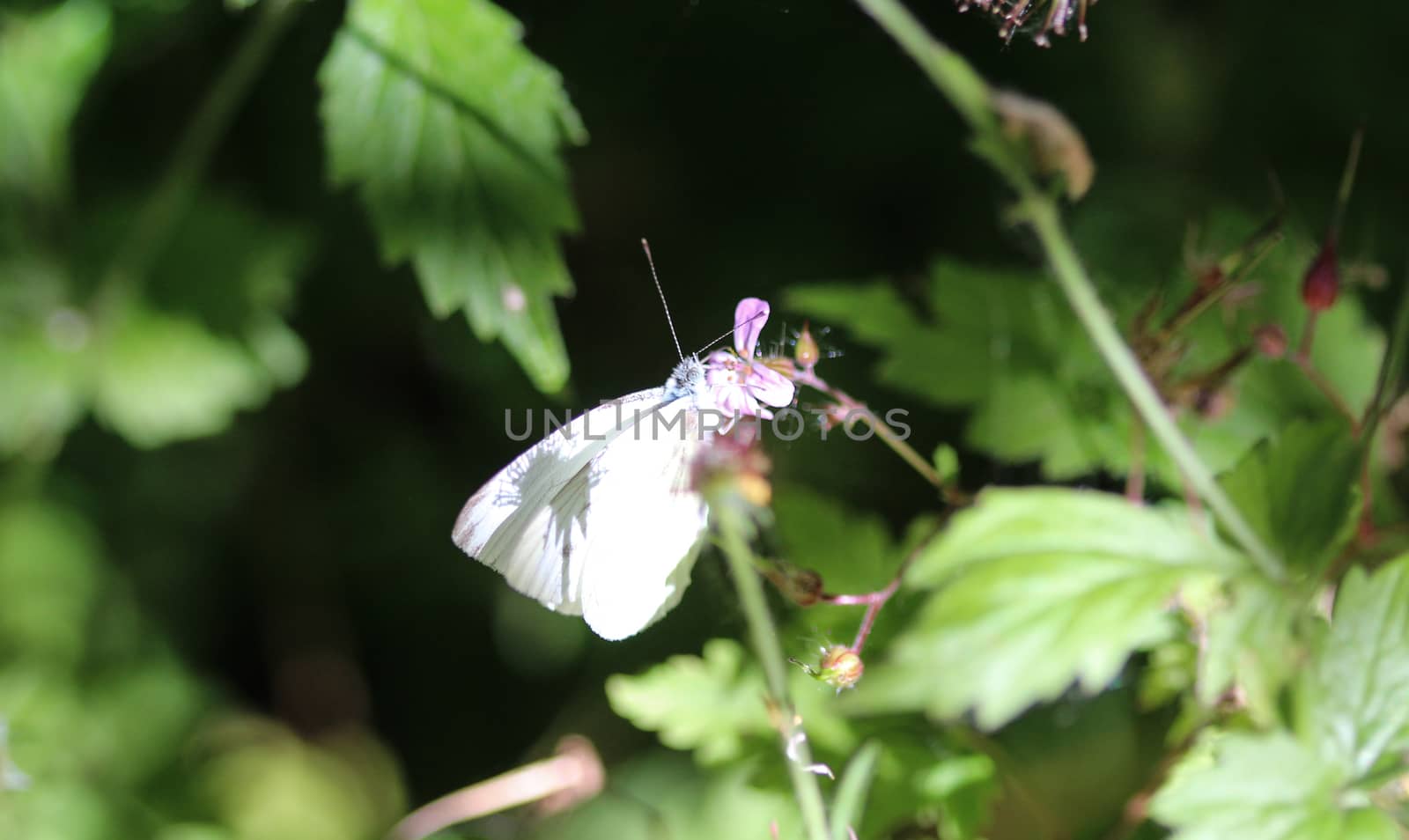close up of Pieris rapae, the small white butterfly or small cabbage white, sitting on flower