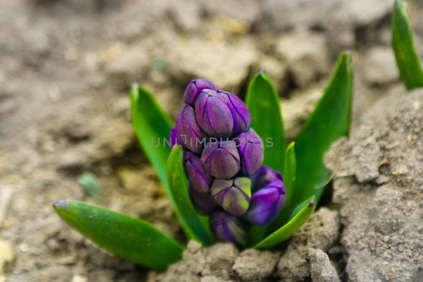 Growing hyacinth flower bud , selective focus. nature by kip02kas