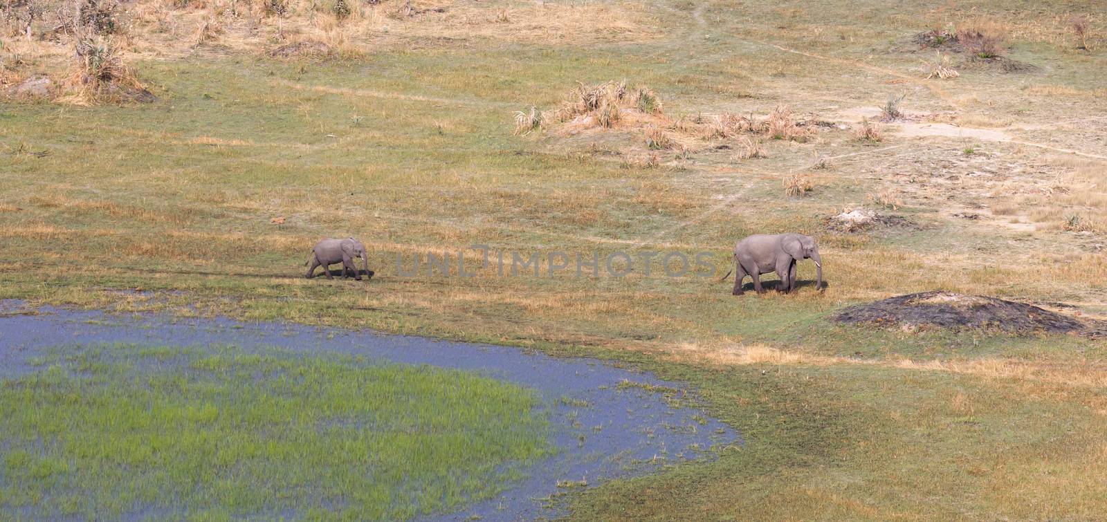 Elephant (mother and calf) in the Okavango delta (Botswana), aerial shot