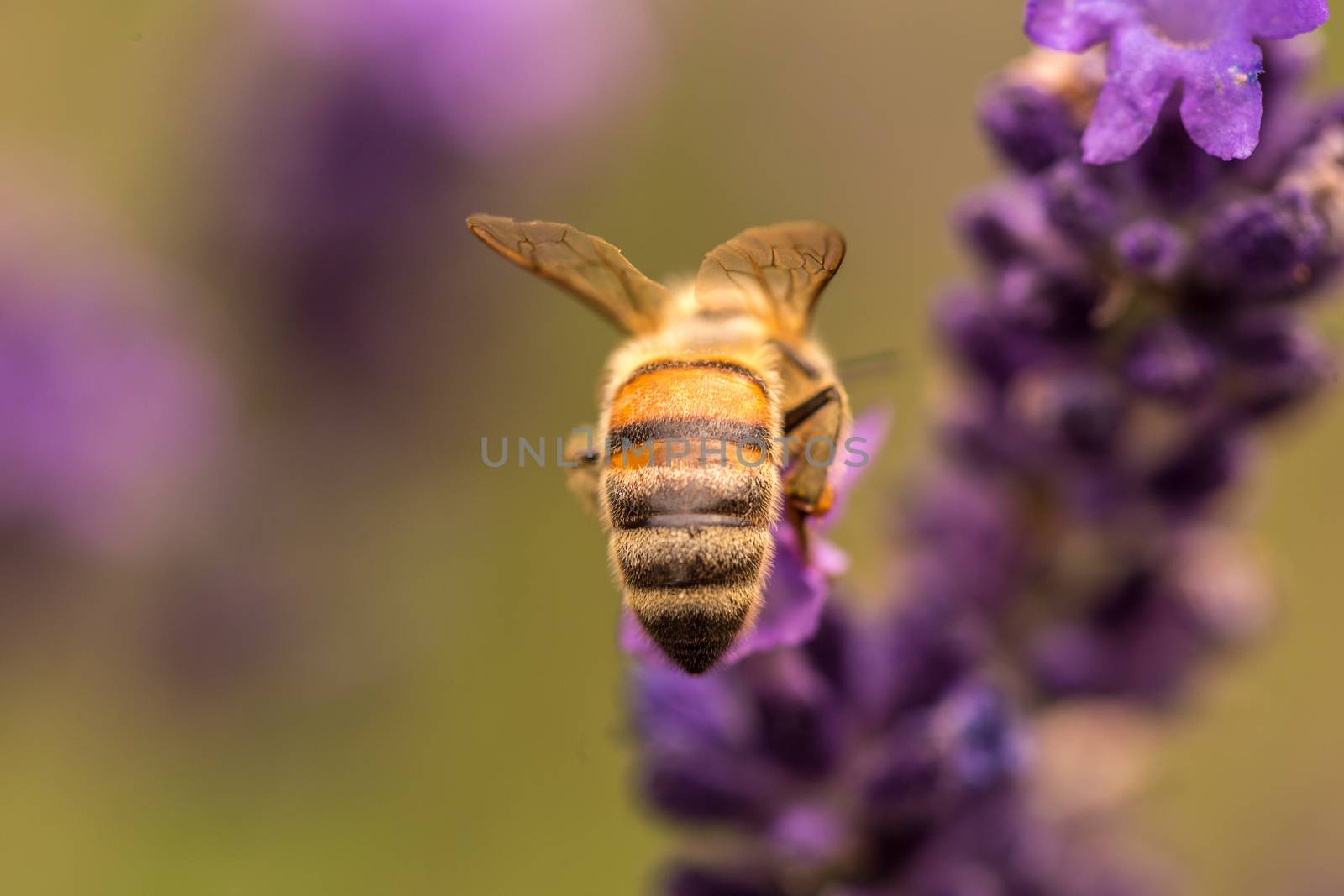 Pollination with bee and lavender during sunshine