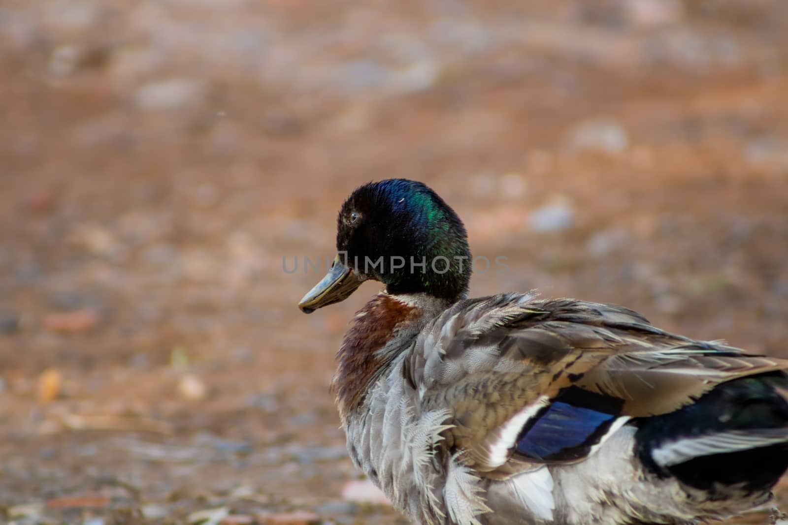 Ducks in freedom in the natural landscape of Nules