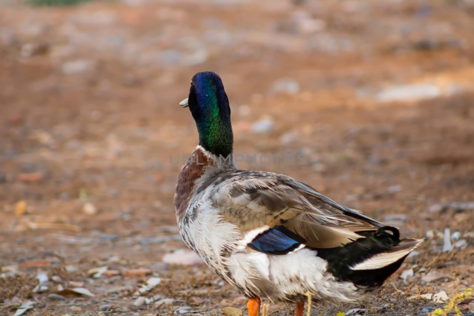 Ducks in freedom in the natural landscape of Nules