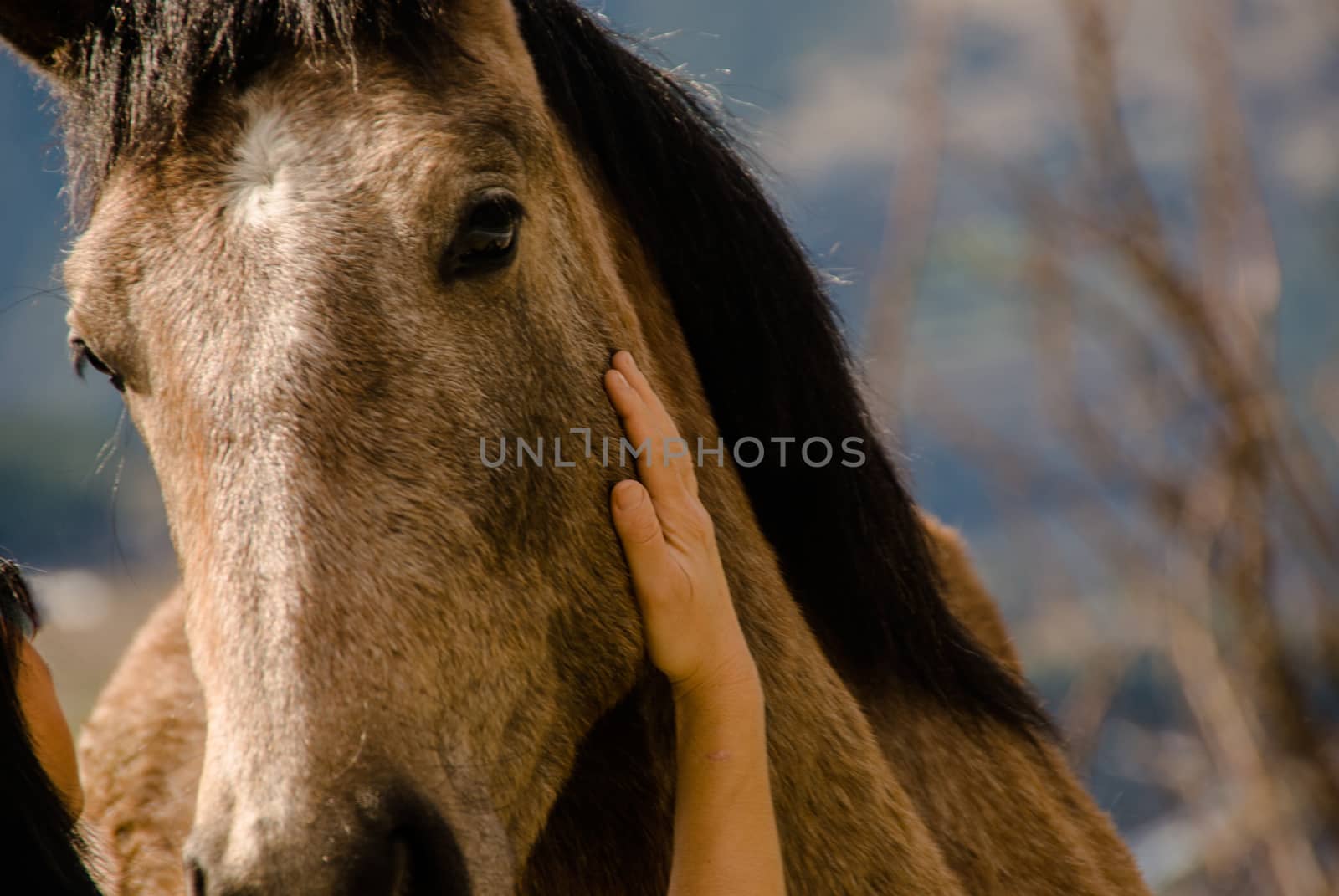 woman caressing horse cheeck by Joanastockfoto