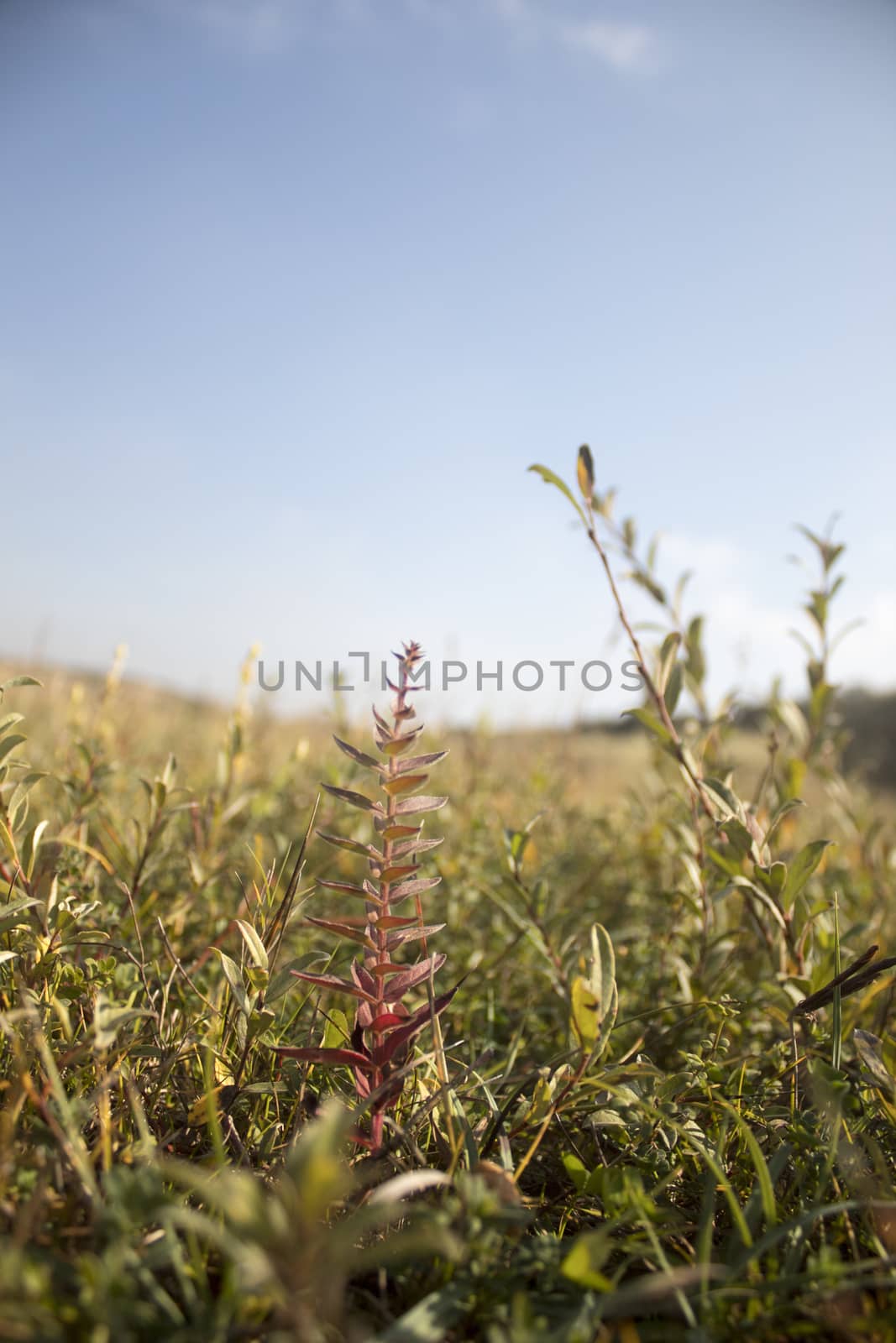 Close up of grass with one red discolored one right in the middle