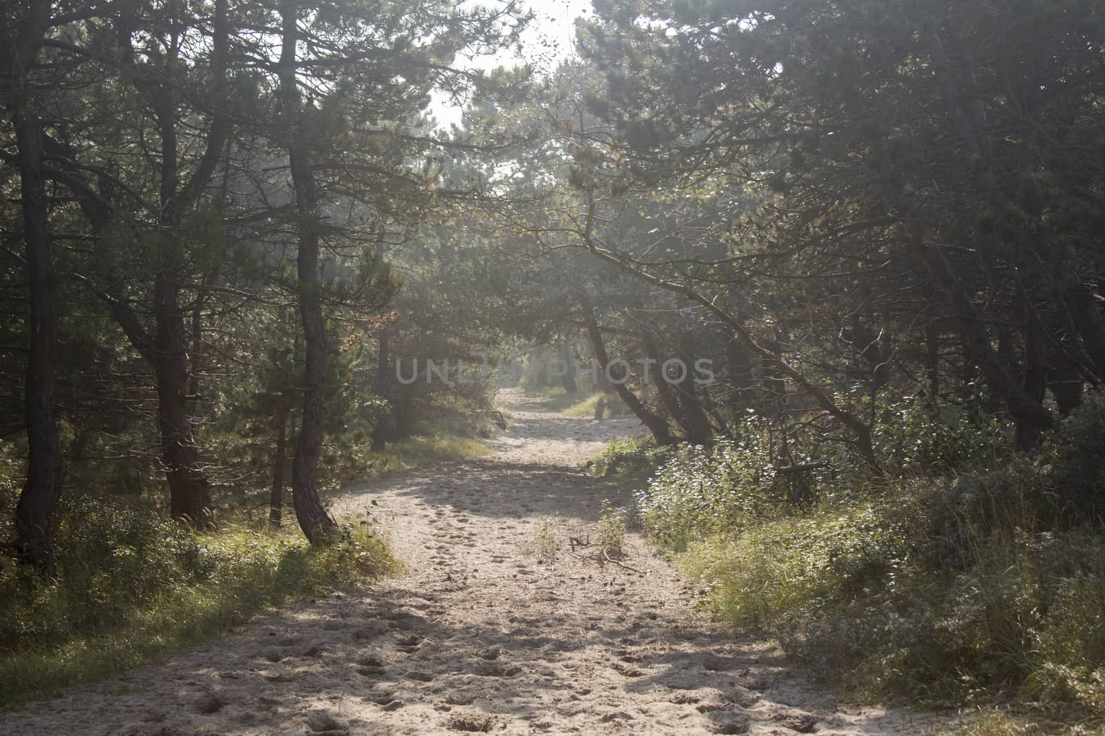 Sand path leading into the woods by bluiten