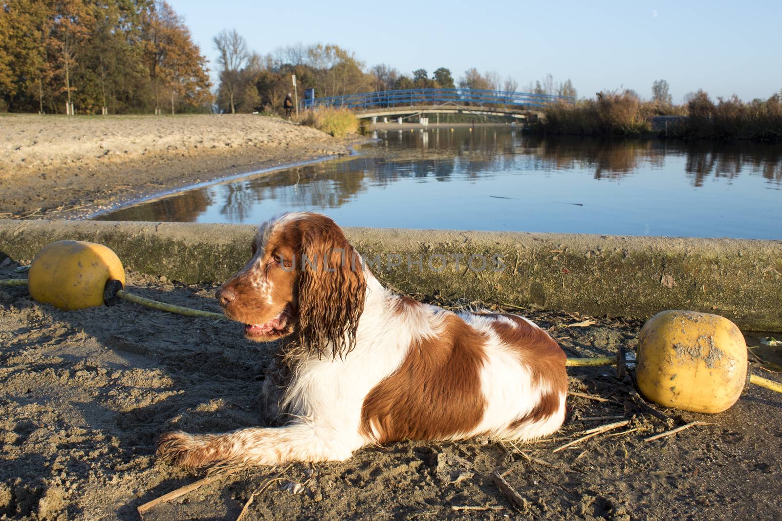 A portrait of an english cocker in front of some floats and a lake