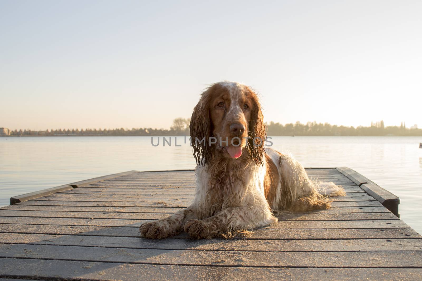 English cocker portrait on a peer next to a lake by bluiten