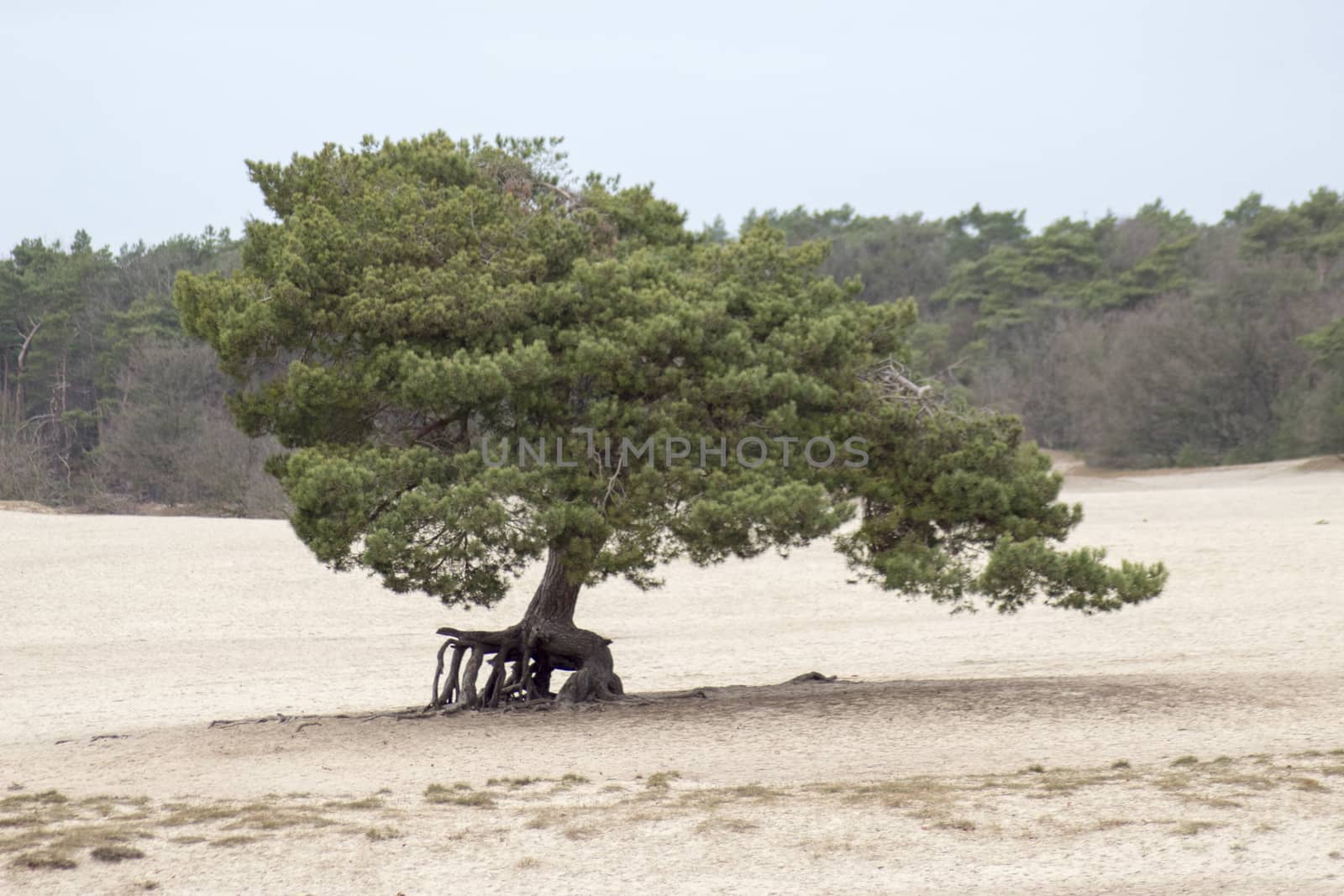 Walking tree on dunes from soesduinen in north holland