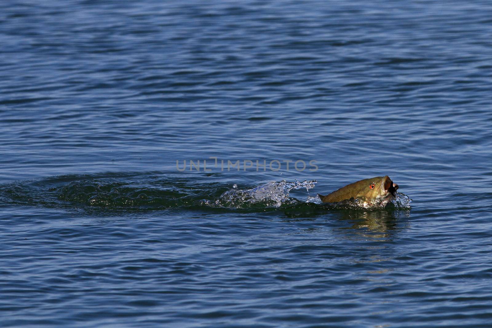 Small-mouth bass on fly