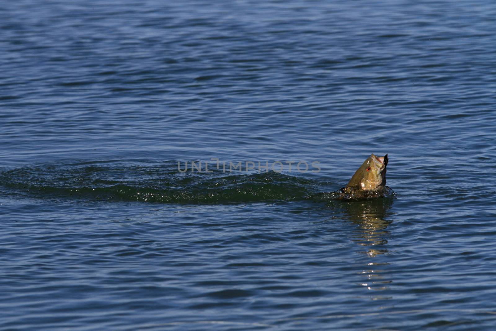 Small-mouth bass by framed