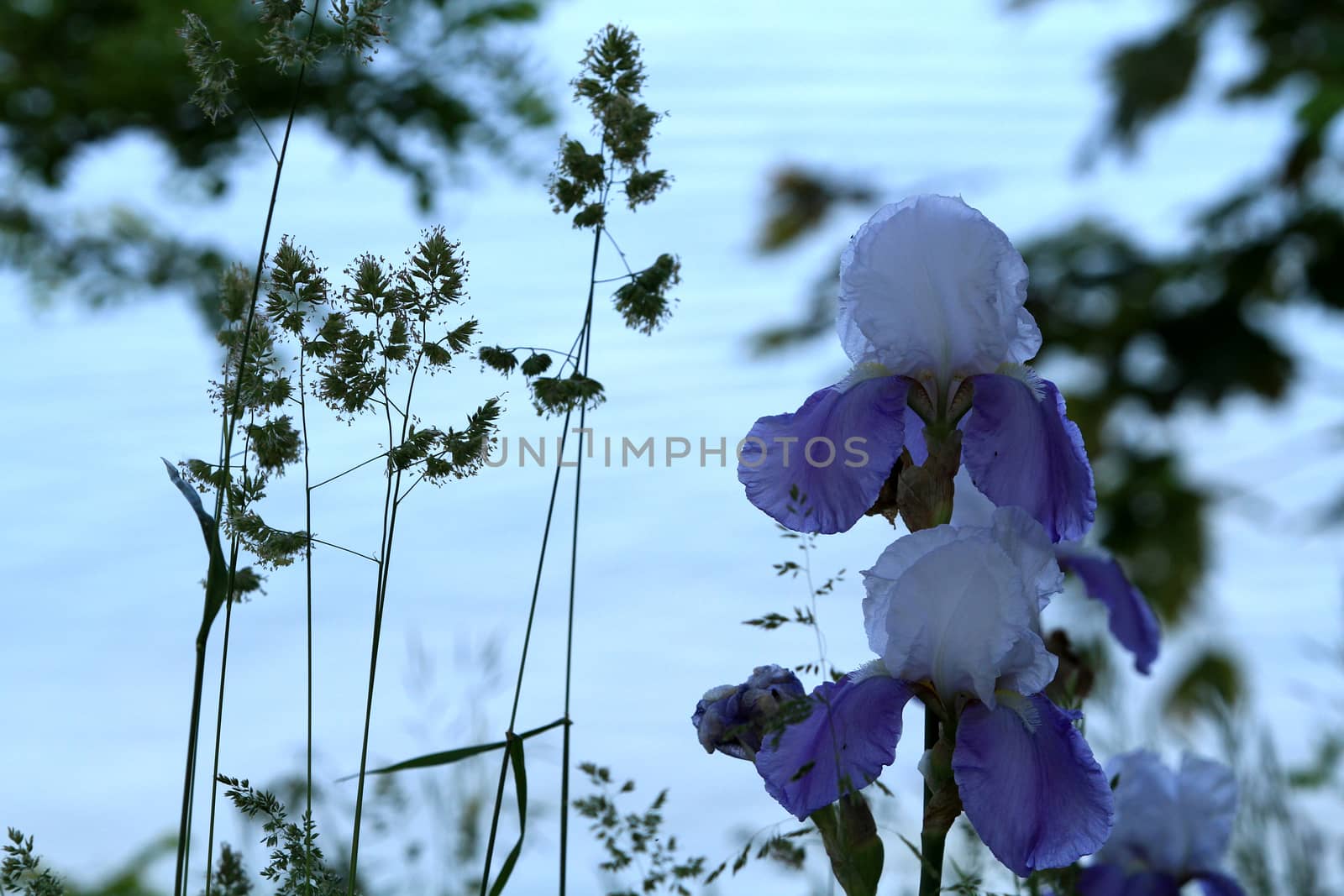 Purple and white Iris in morning light