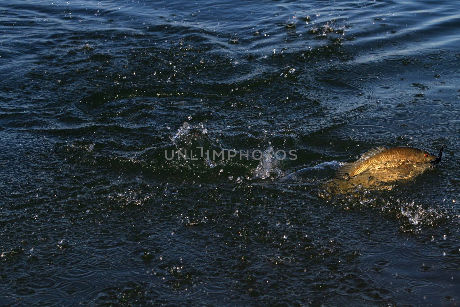 Small-mouth bass on fly