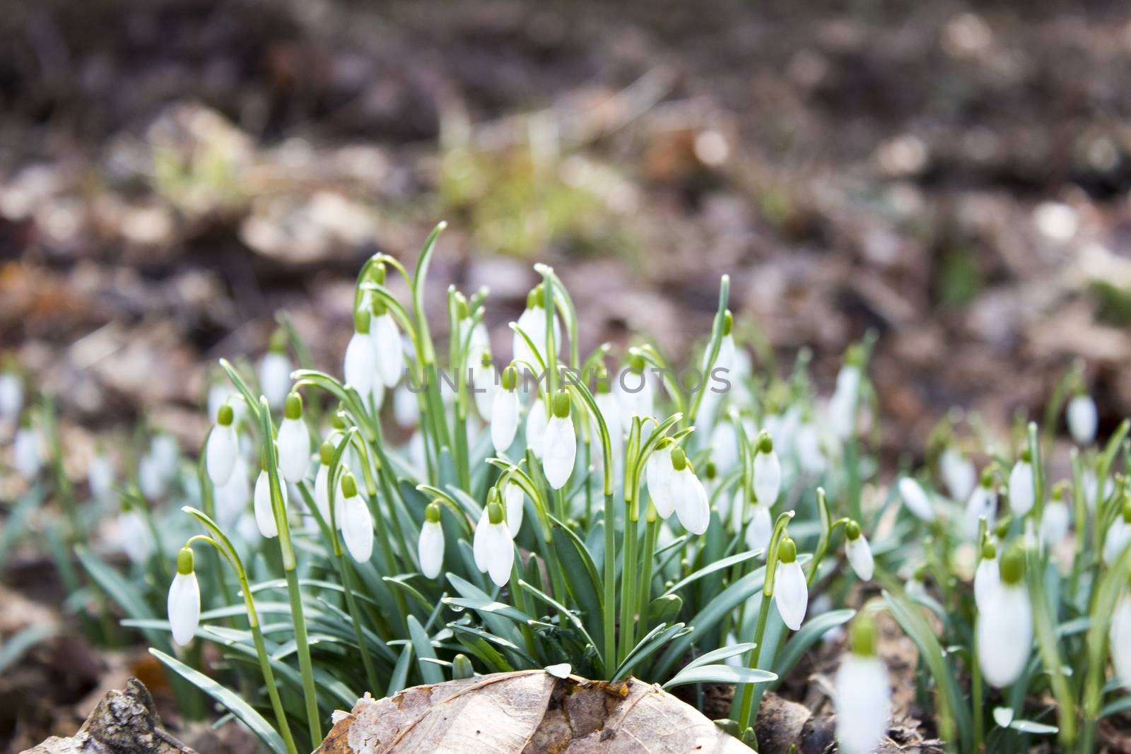 A close up picture of snowdrops during fall with bokeh background