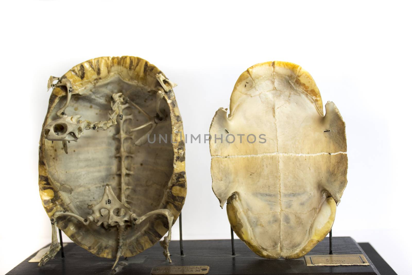 Skeleton of tortoise preserved by bluiten